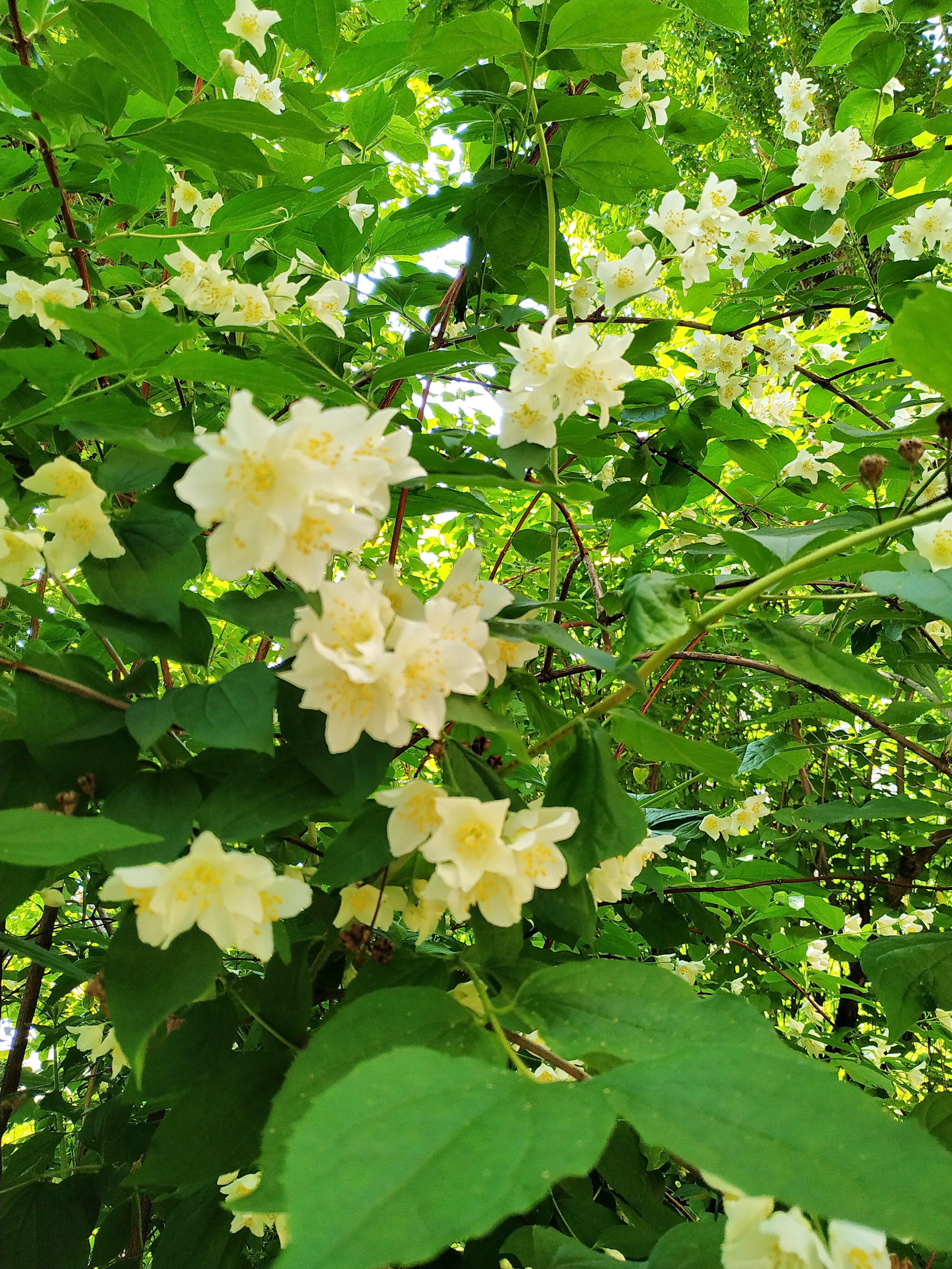 Esta planta tiene propiedades antiinflamatorios.