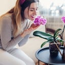 Aquí, se presentan 5 consejos esenciales para cuidar las orquídeas en casa y lograr una floración hermosa.