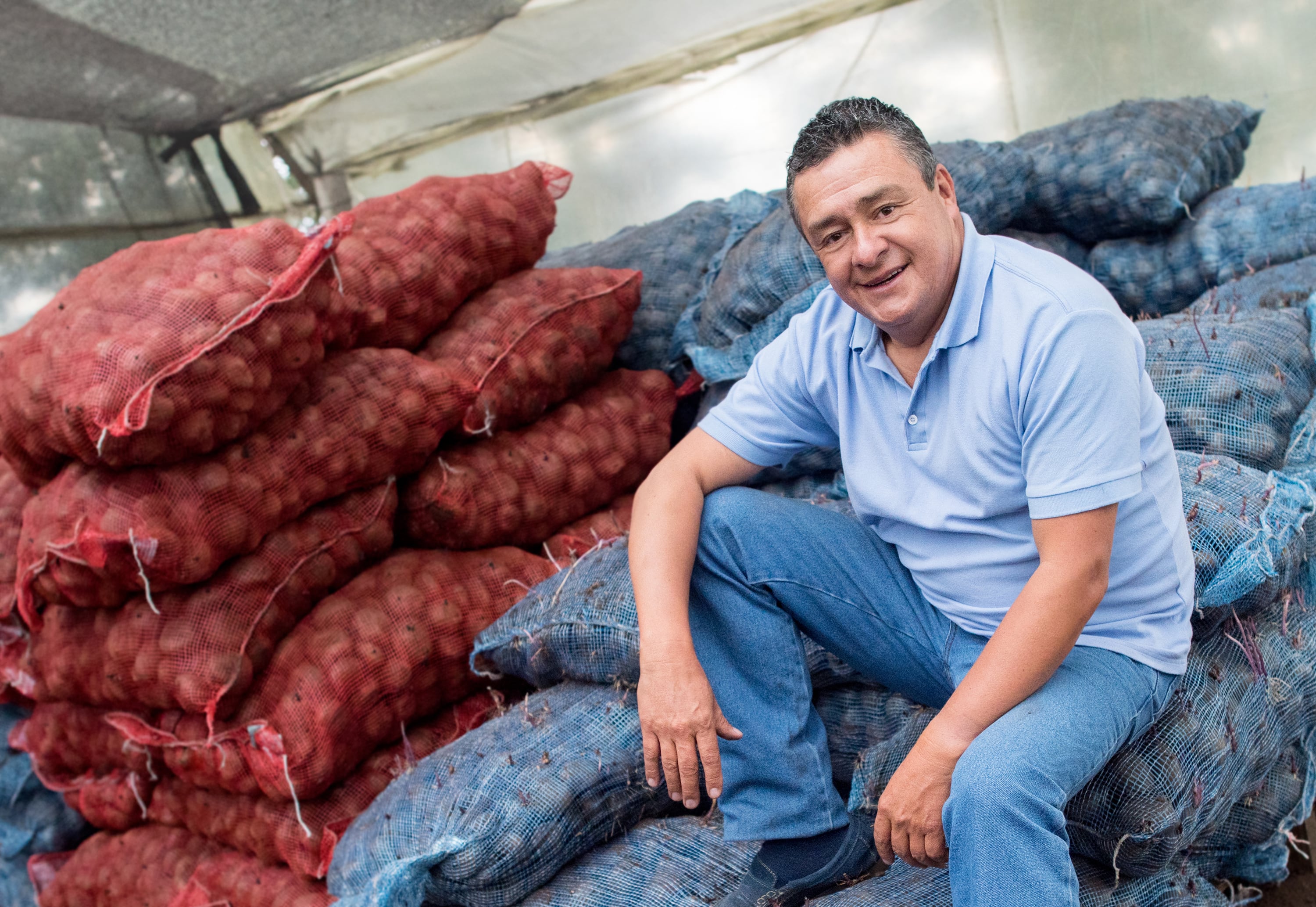 Papa - cultivo de papa