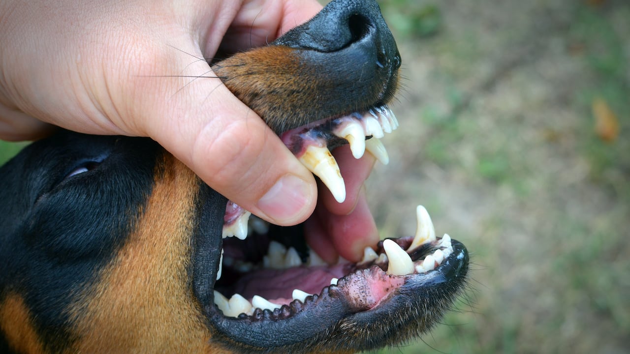 La salud dental de los perros es determinante para evitar afecciones mayores.