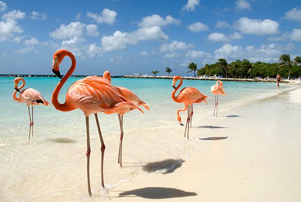 Los flamencos rosados son una de las maravillas naturales que distinguen a Aruba. Estas majestuosas aves de color rosa intenso son un espectáculo cautivador que atrae a visitantes.