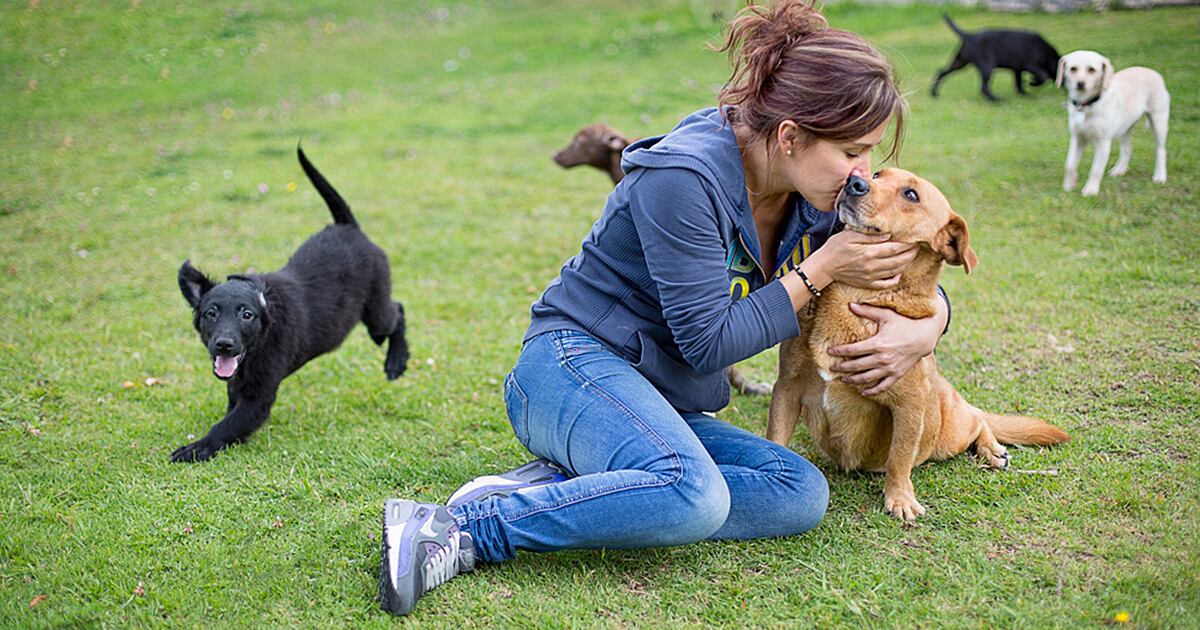 Para la adopción de los animales que son considerados agresivos se debe tener disponible un bozal.