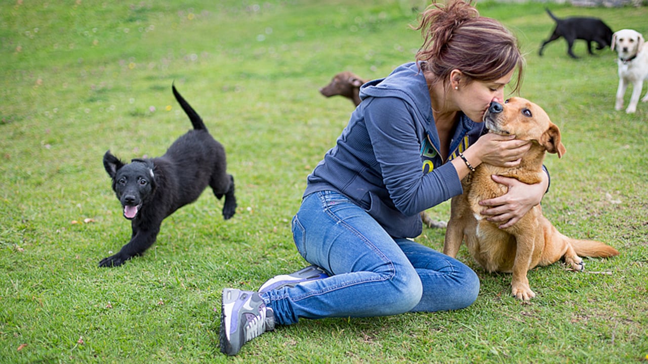 Para la adopción de los animales que son considerados agresivos se debe tener disponible un bozal.