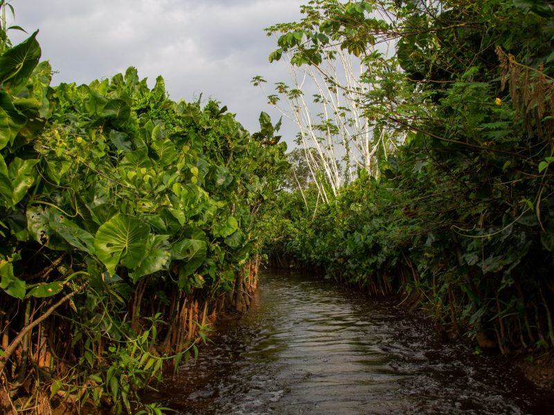 Parque Nacional Los Katíos