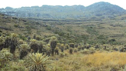 El frailejón de Dugand se encuentra en el páramo El Almorzadero, ubicado entre los departamentos de Santander y Norte de Santander.