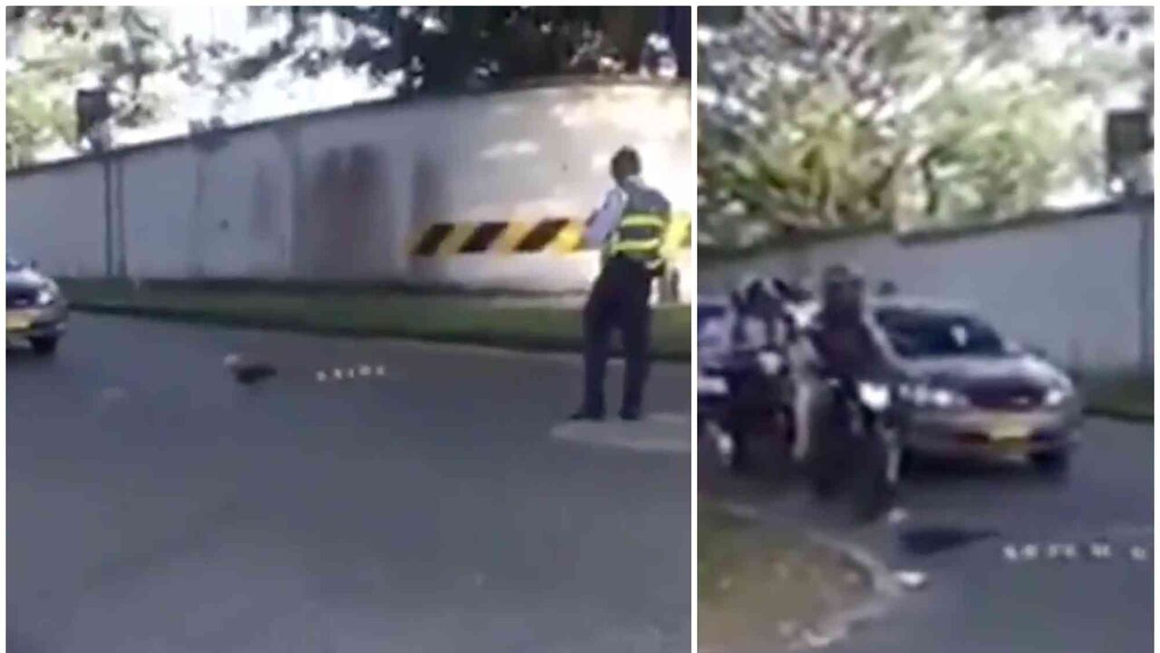 Para que los animalitos atravesaran la vía sin peligro, un agente de tránsito de la ciudad paralizó el tráfico vehicular.