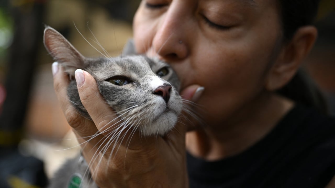 Mujer conmovió en el reencuentro con su gato, tras el terremoto en Colombia.