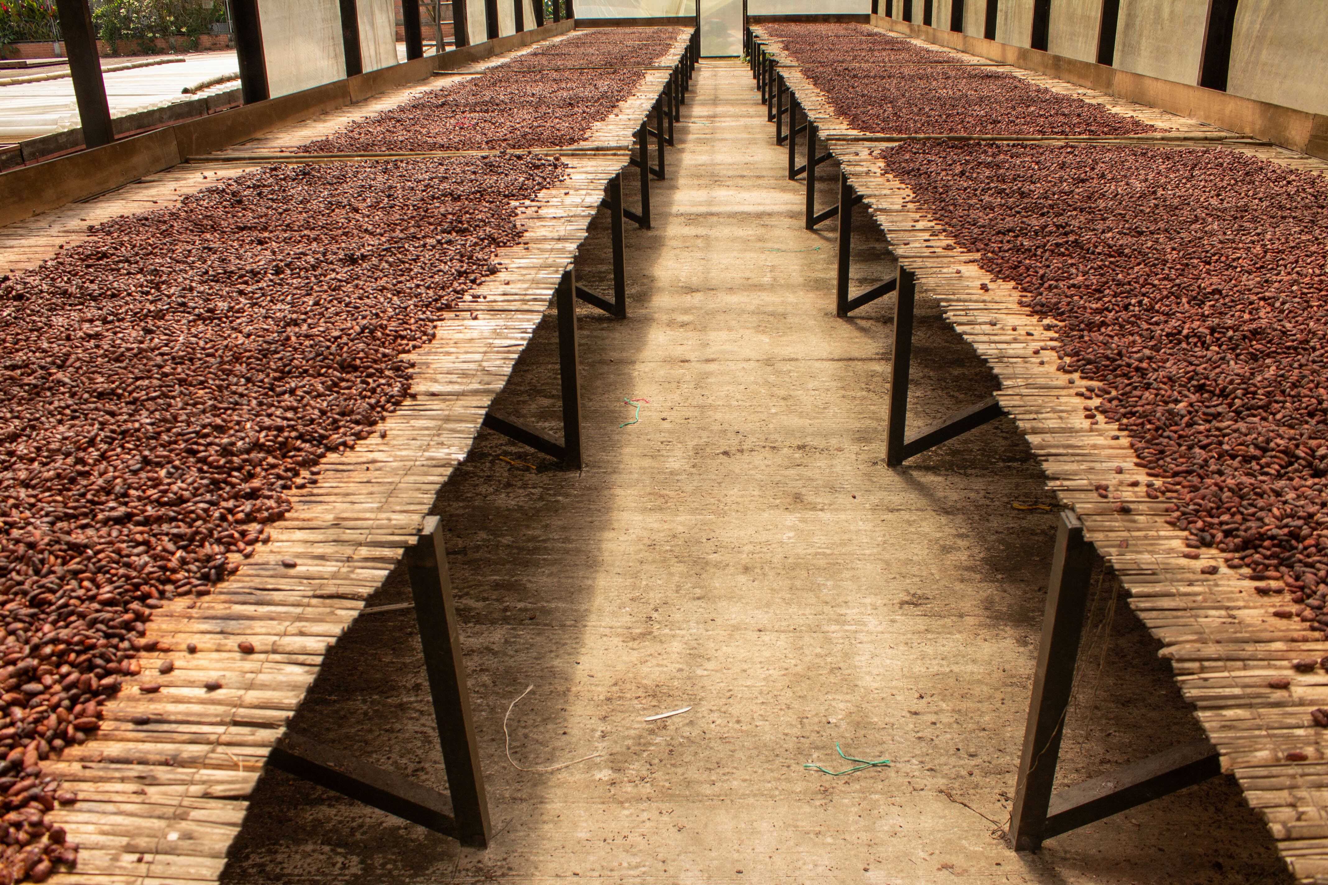 Especial Cacao - Mejor Colombia