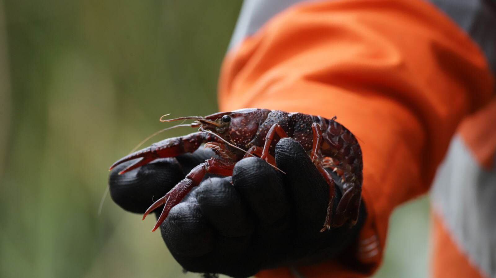 Las personas que se encuentren un animal de esta especie deben evitar su manipulación directa