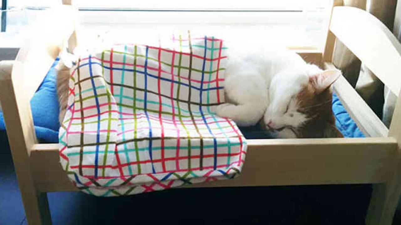 Instagram @etobicokehumanesociety