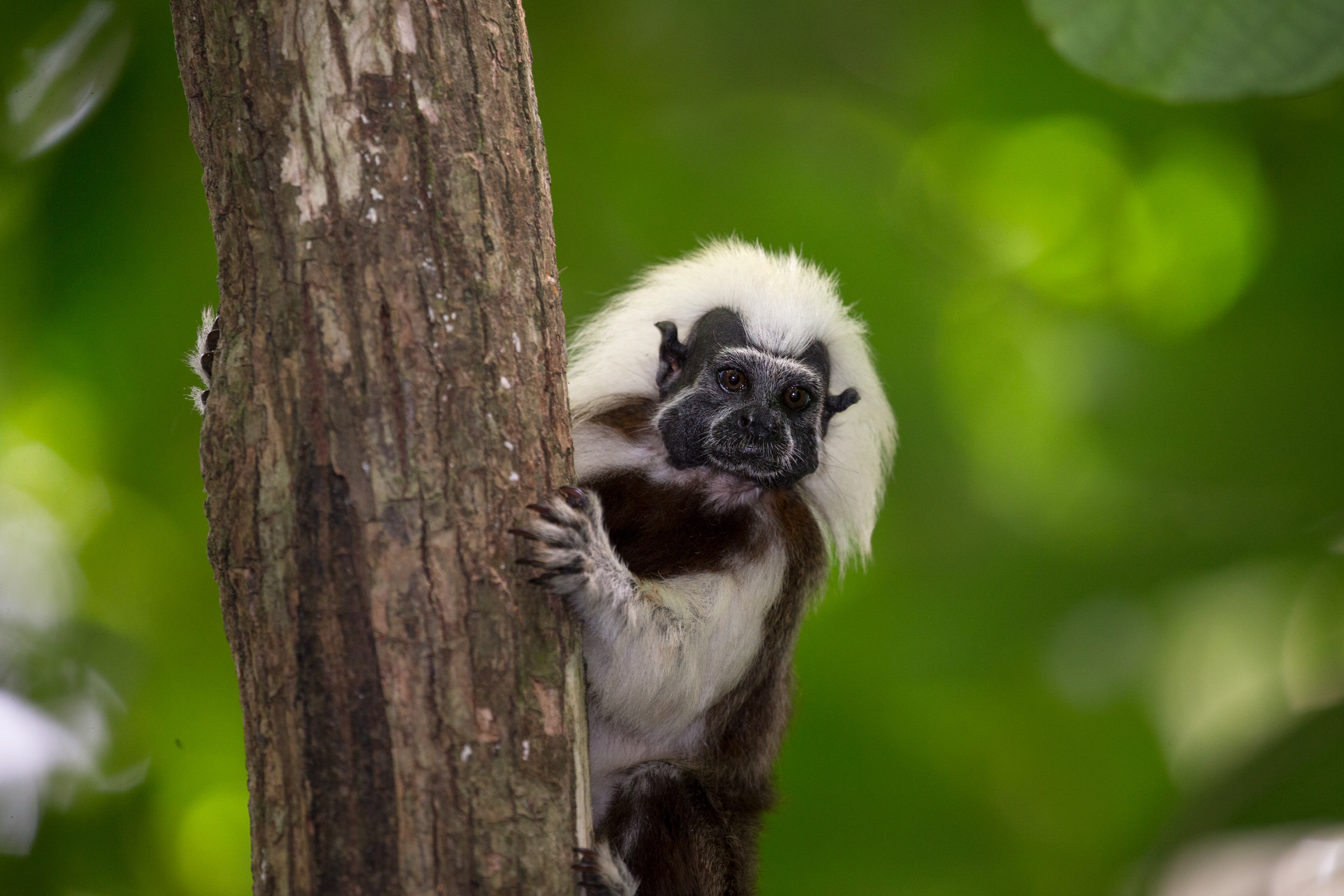 El tití cabeciblanco es considerado un símbolo del patrimonio natural del Caribe colombiano, el único lugar del país en donde habita.