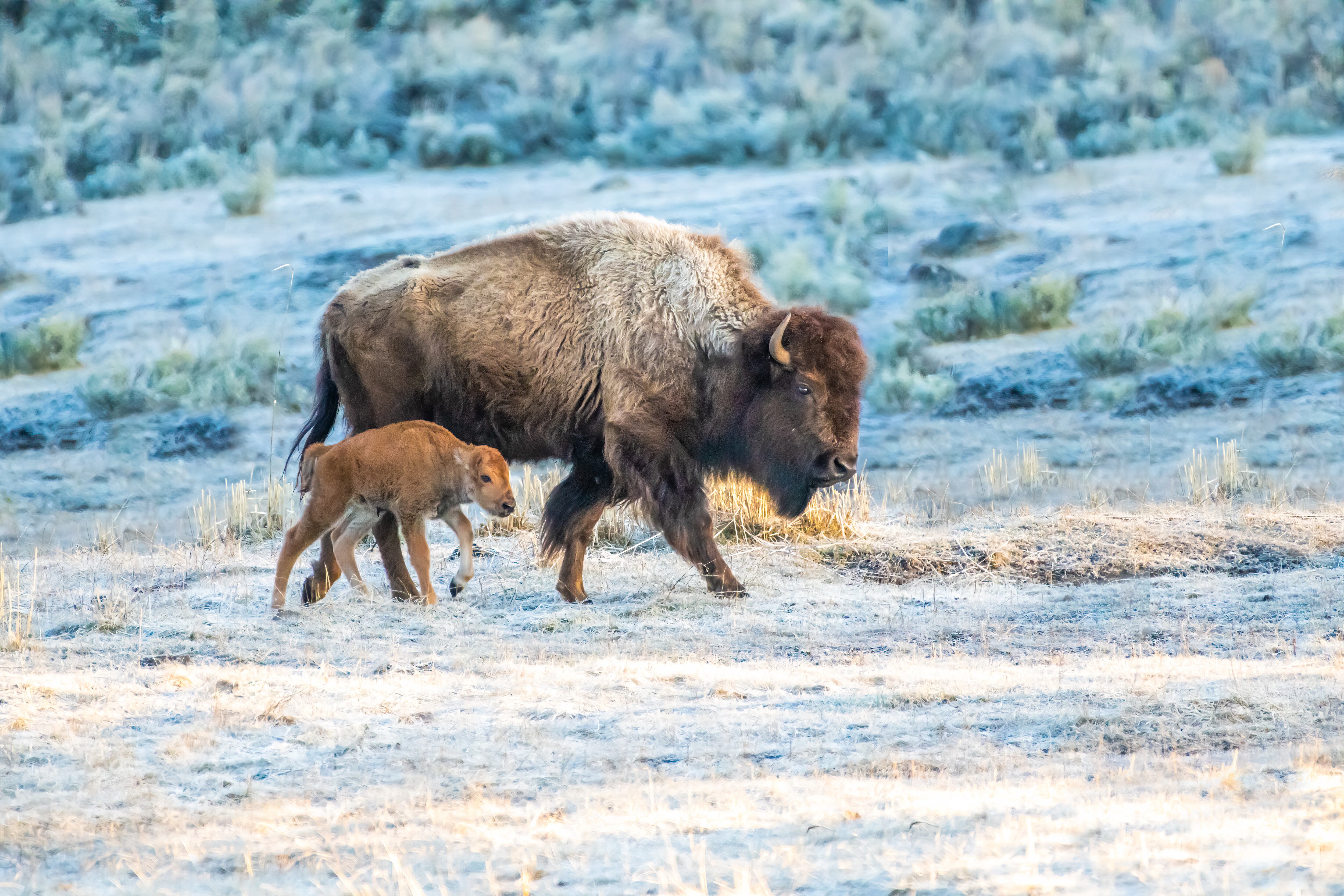 Bisonte o búfalo con cría caminando para encontrar pasto primaveral para comer en el ecosistema de Yellowstone en Wyoming y Montana, en el noroeste de Estados Unidos.