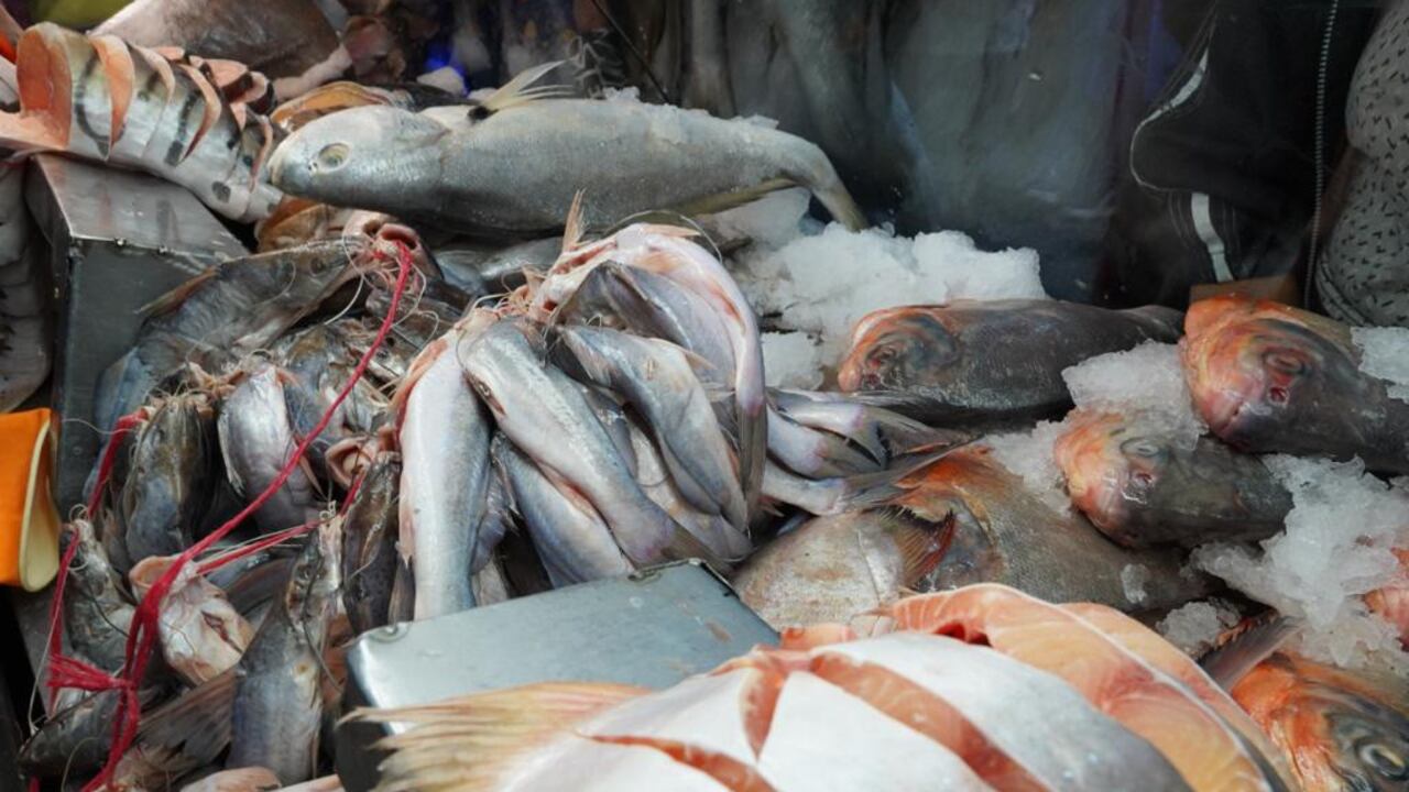 La Secretaría pide a la ciudadanía que adquiera productos de pesca en sitios reconocidos, que conserven medidas de refrigeración y condiciones de limpieza.