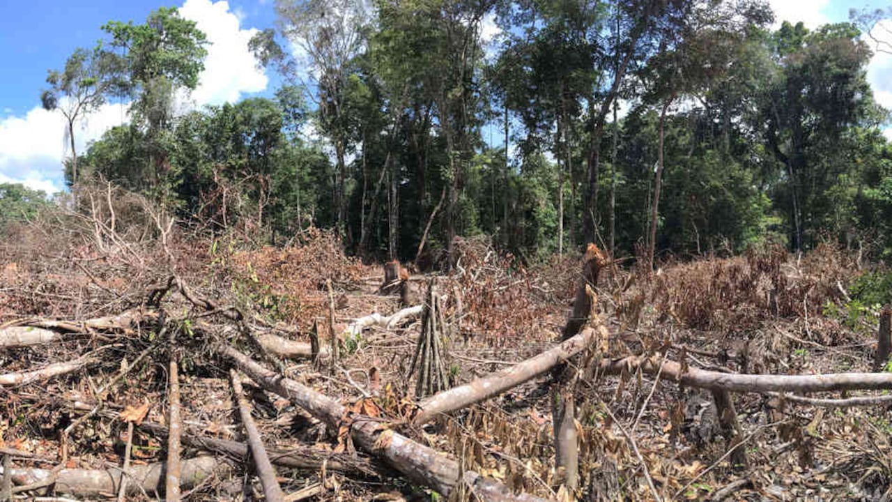 En 2016, Colombia taló un 44 por ciento más con respecto a 2015