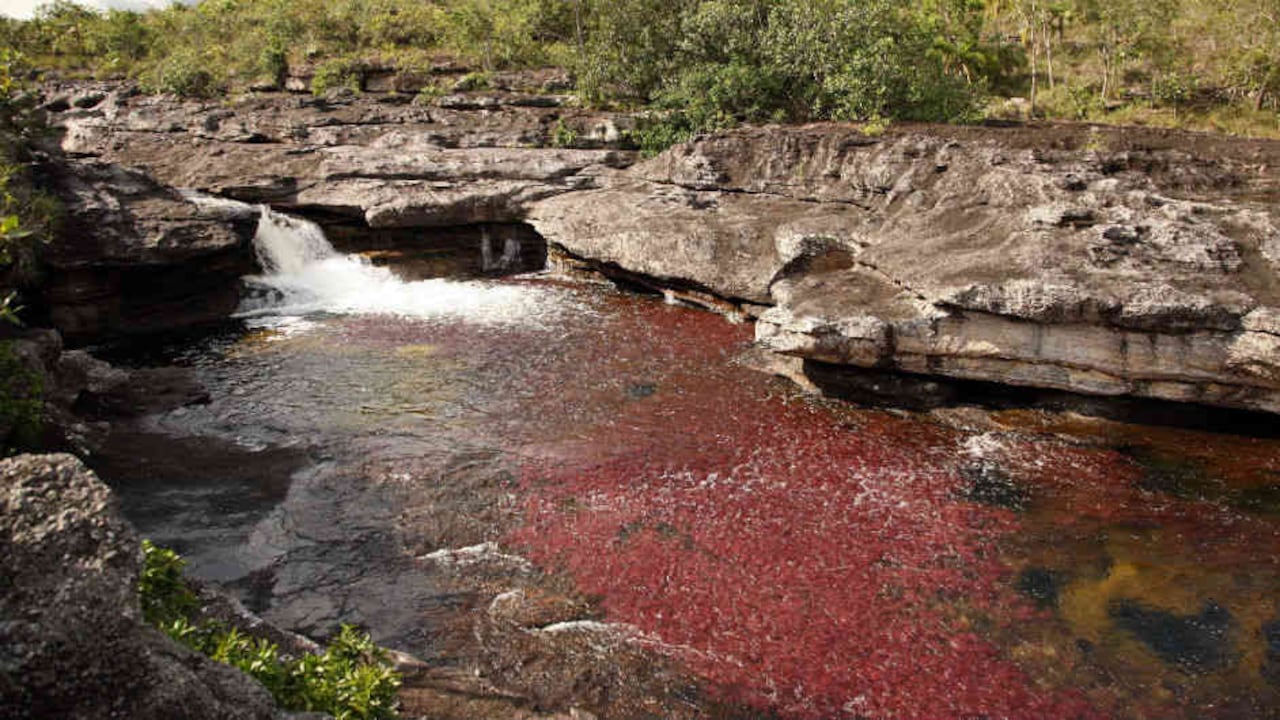 Foto: Caño Cristales/Semana.com.