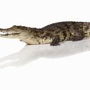 Cocodrilo