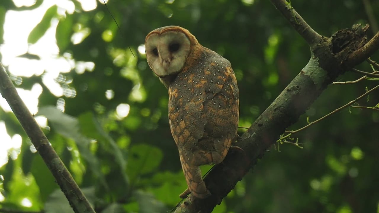 Dichas especies fueron recuperadas por Corpamag, la CVC y el Dagma.