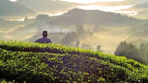 Davivienda, además de ser el primer banco privado en
pequeños y medianos productores, tiene la visión de impulsar
al agro colombiano.