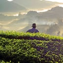 Davivienda, además de ser el primer banco privado en
pequeños y medianos productores, tiene la visión de impulsar
al agro colombiano.