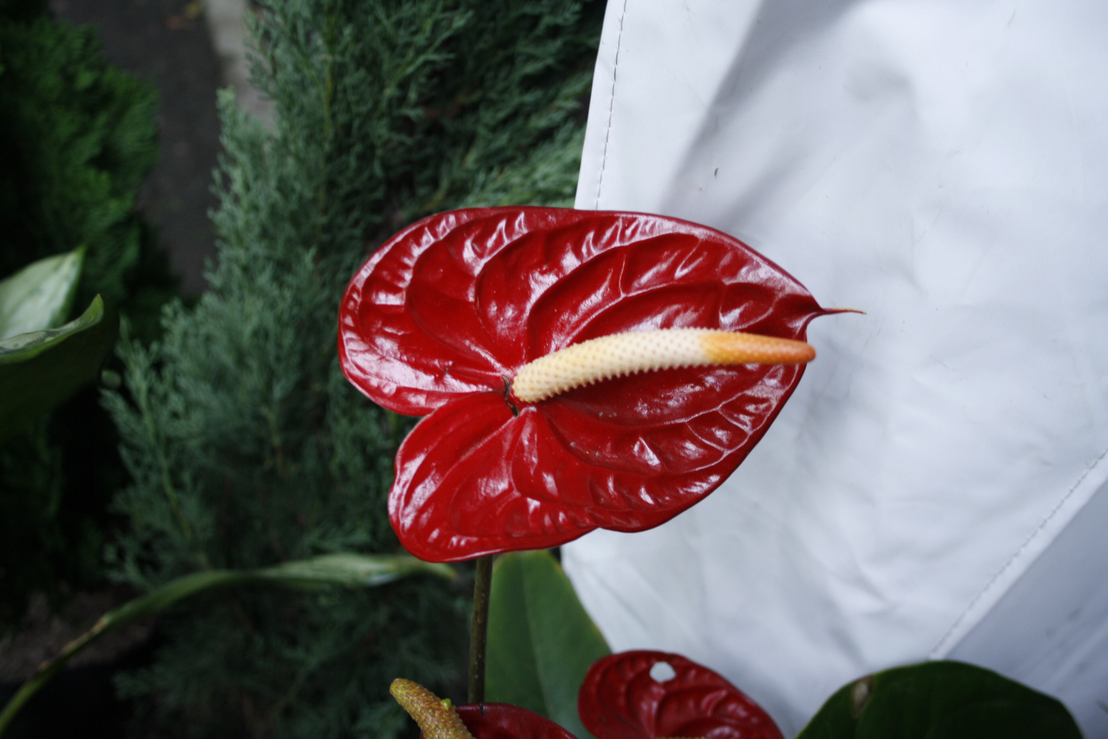Exposición Nacional de Orquídeas