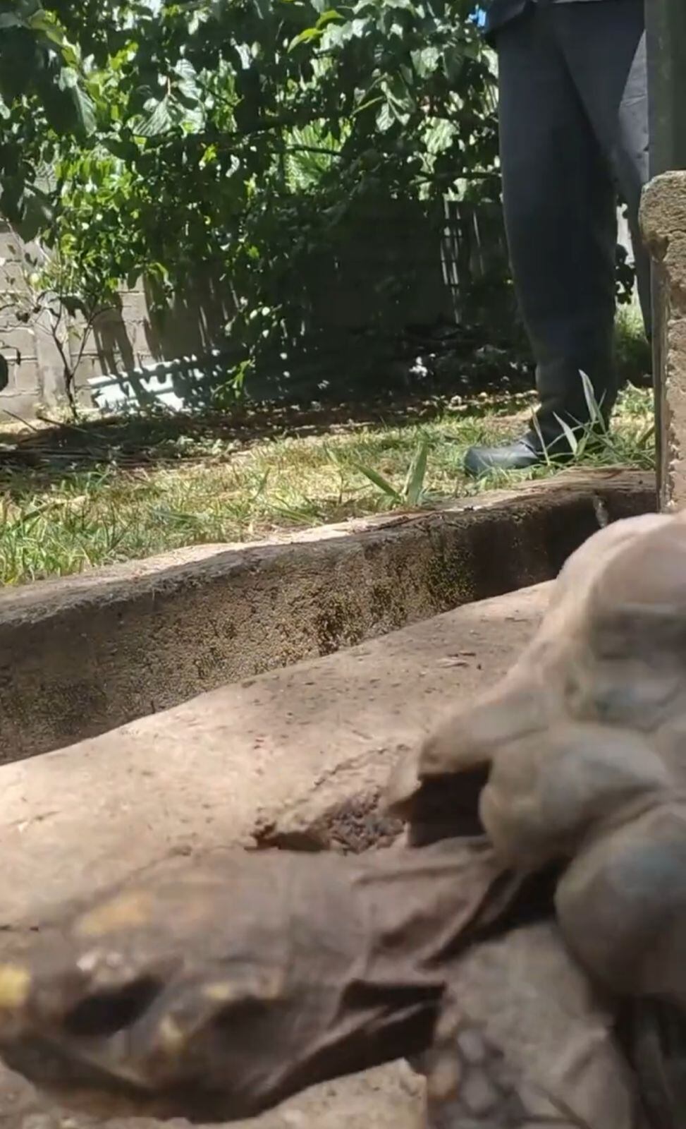 Fauna silvestre rescatada en Medellín