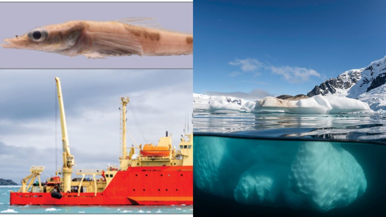 El descubrimiento de Akarotaxis gouldae evidencia que, pese a los avances tecnológicos, el océano —especialmente el océano Austral— sigue siendo un territorio con amplias lagunas de conocimiento.