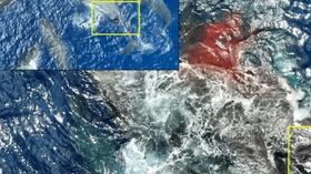 Un estudio reveló la compleja cooperación de cachalotes durante el parto.