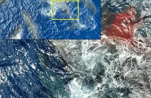 Un estudio reveló la compleja cooperación de cachalotes durante el parto.