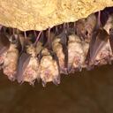 Murciélago de herradura mayor (Rhinolophus ferrumequinum).