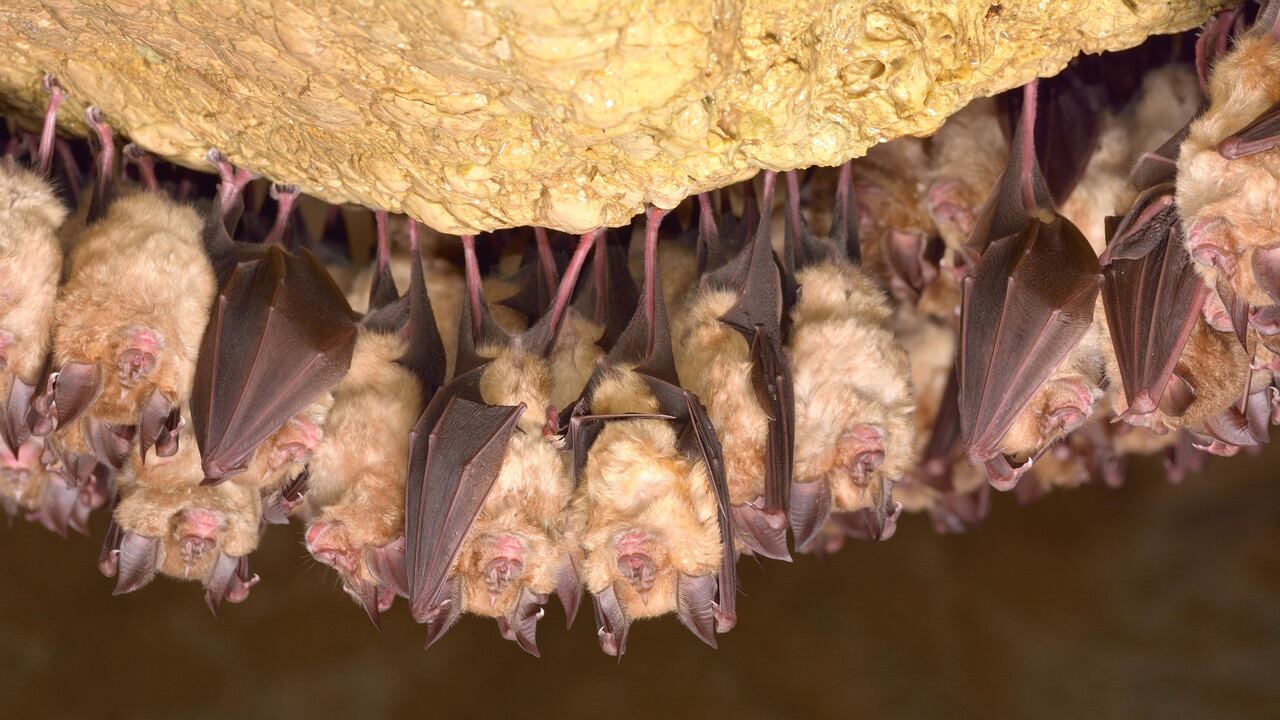 Una de las primera teorías de origen de la covid-19 incluía a los murciélagos en venta en los mercados asiáticos como posible causa del nuevo coronavirus.