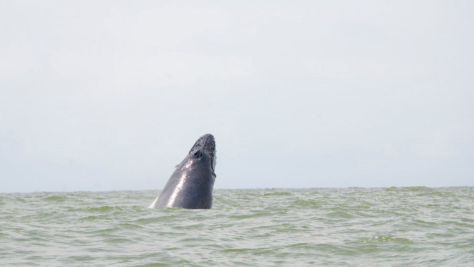 Avistamiento de ballenas