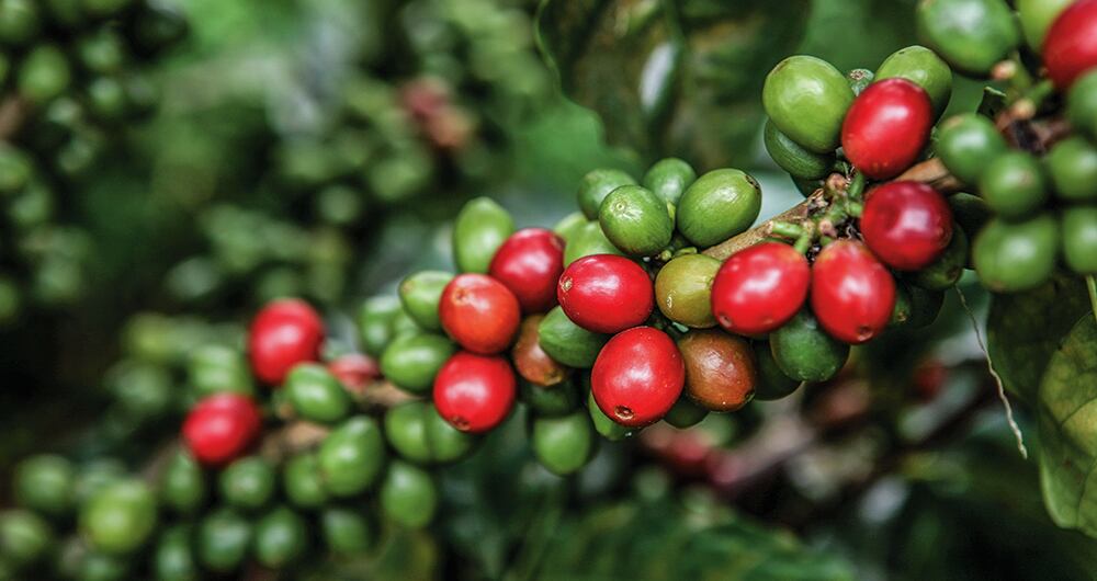 El café también evita el deterioro cognitivo que se puede generar por el estrés y la edad. 