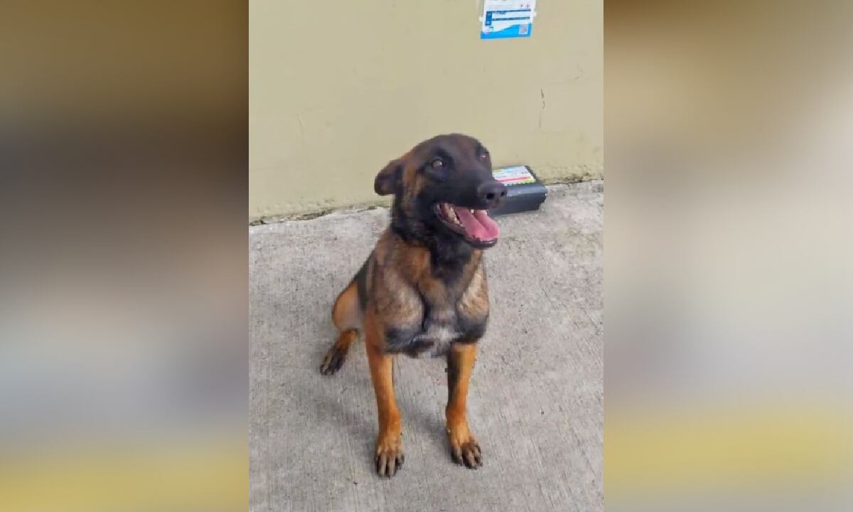 Las últimas personas en ver a Wilson, desaparecido desde hace algunos días, apuntan que el perro está notablemente flaco y desorientado.