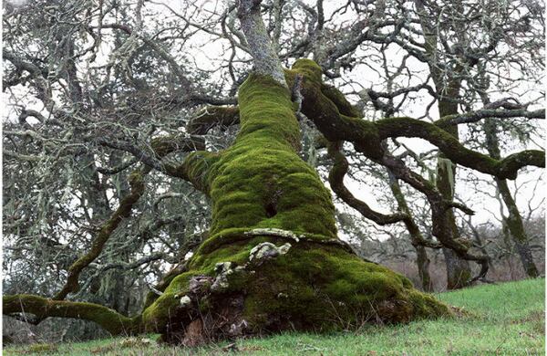 Otro de los proyectos de Gonzales-Day en torno a los linchamientos es la serie “Searching for California Hang Trees” (Buscando los árboles donde colgaban a la gente en California), que le llevó a recorrer todo el estado para fotografiar los lugares donde ocurrieron hace más de un siglo los ataques de las multitudes.