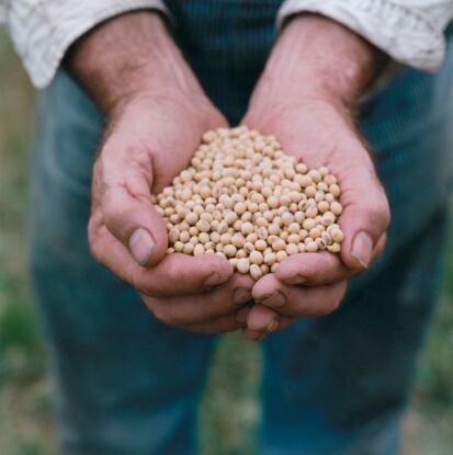 Este superalimento también ayuda a prevenir el cáncer.
