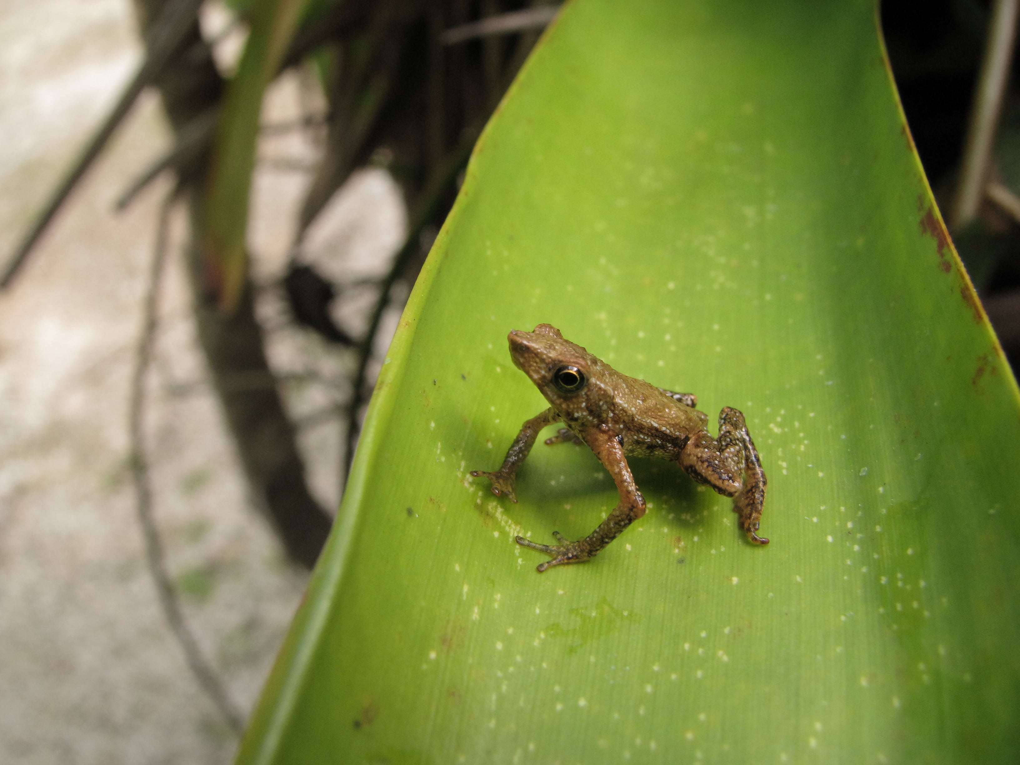 Los científicos compararon ejemplares de 17 especies para reconstruir lo ocurrido entre finales de los años setenta y los ochenta.