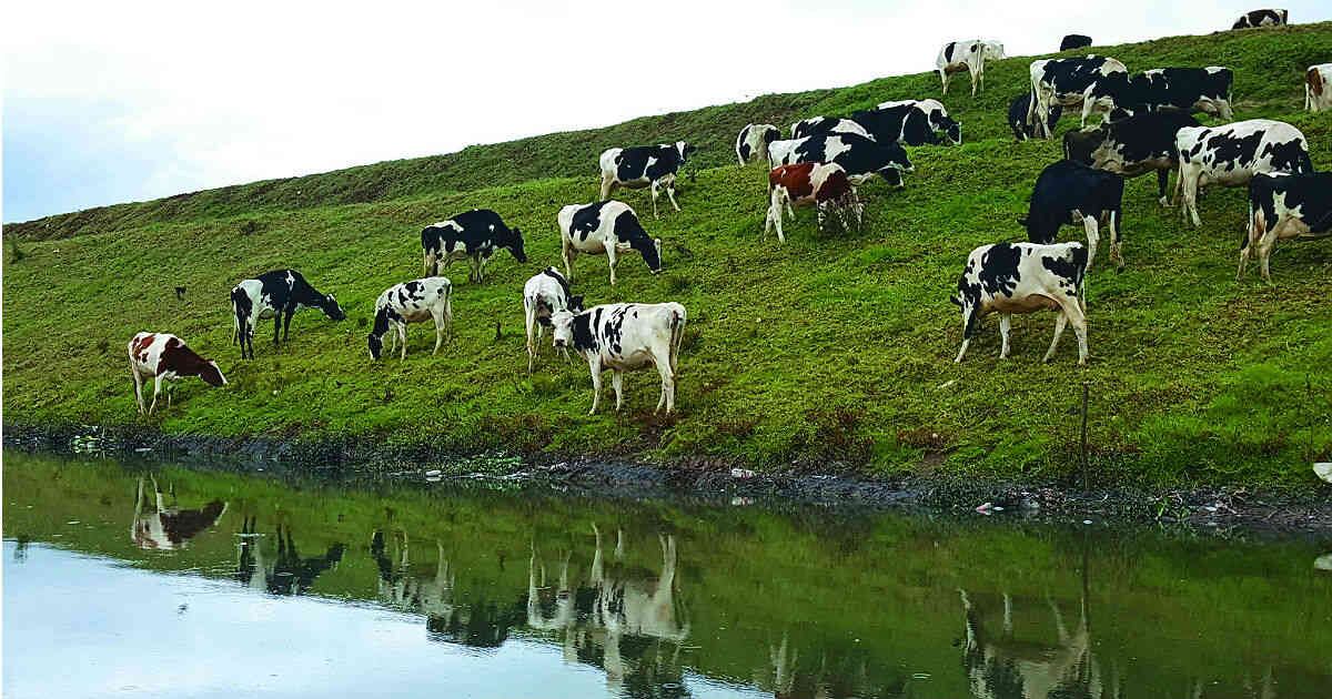 La industria ganadera es susceptible a las transiciones generadas por el cambio climático.