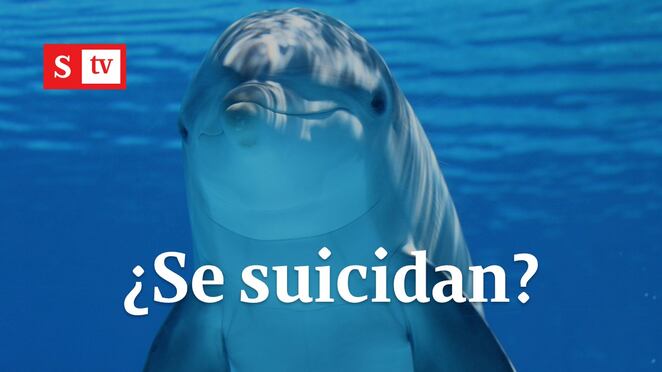¿Se suicidan?