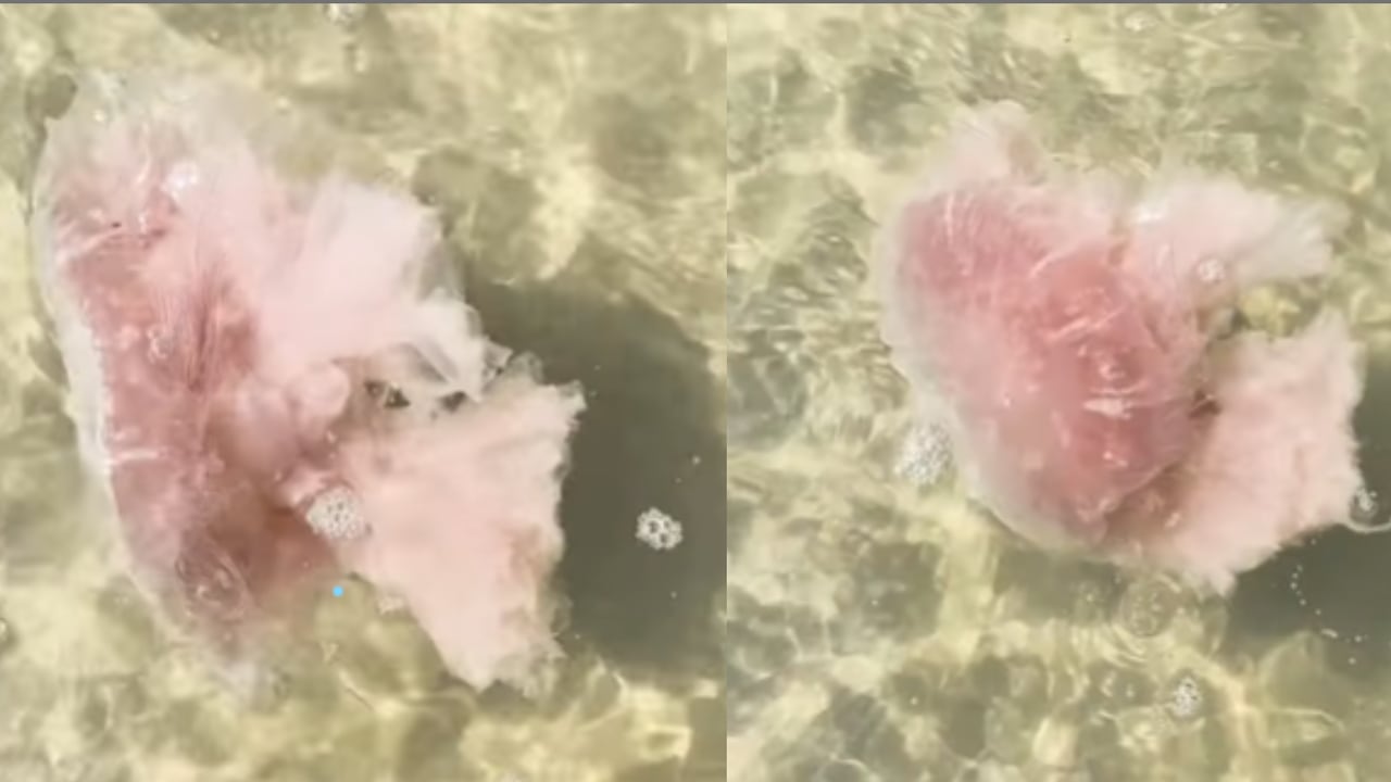 La costa de Texas ha sido el centro de atención por la aparición de una medusa de tentáculos enormes que amenaza a los bañistas