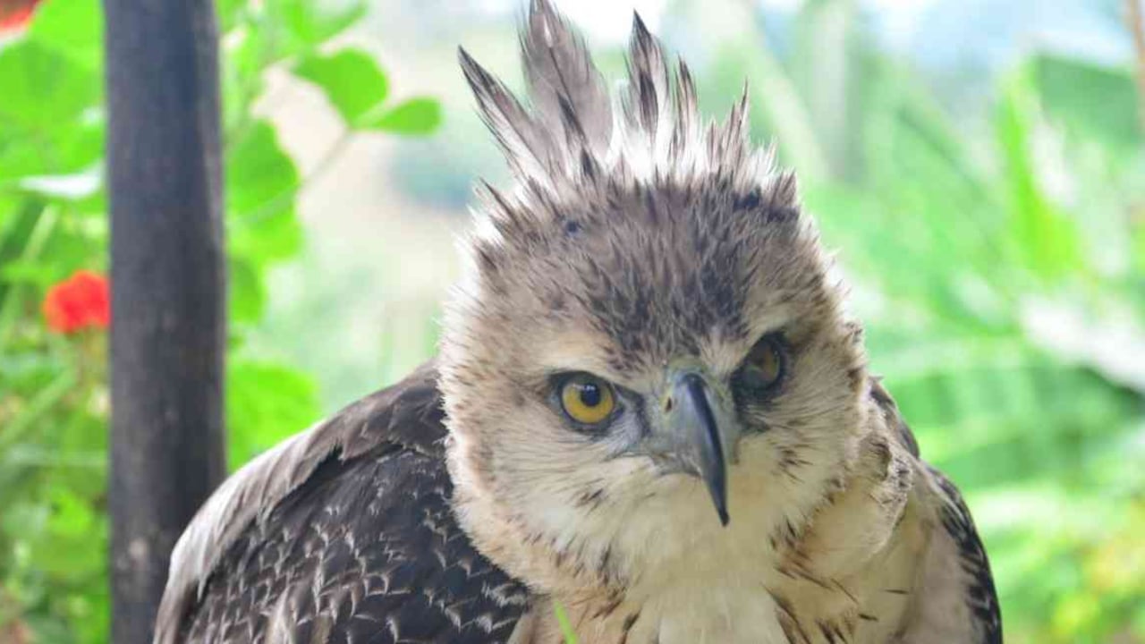 El águila crestada presentaba signos de domesticación, por lo que se cree que estuvo mucho tiempo en cautiverio. Foto: Cortolima.