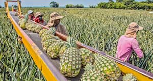 Las exportaciones no minero-energéticas registran crecimientos importantes. Según el Ministerio de Comercio, en 2021 se logró el mejor abril en ocho años por las ventas externas de estos productos. Se destacan la piña, los muebles y las confecciones, entre otros.