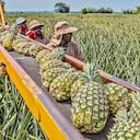 Las exportaciones no minero-energéticas registran crecimientos importantes. Según el Ministerio de Comercio, en 2021 se logró el mejor abril en ocho años por las ventas externas de estos productos. Se destacan la piña, los muebles y las confecciones, entre otros.