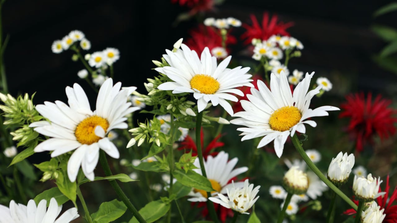 La magia del Feng Shui en la atracción de dinero y prosperidad se revela a través de la transformación que la manzanilla puede brindar a la suerte financiera.