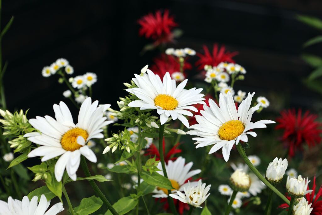 La magia del Feng Shui en la atracción de dinero y prosperidad se revela a través de la transformación que la manzanilla puede brindar a la suerte financiera.