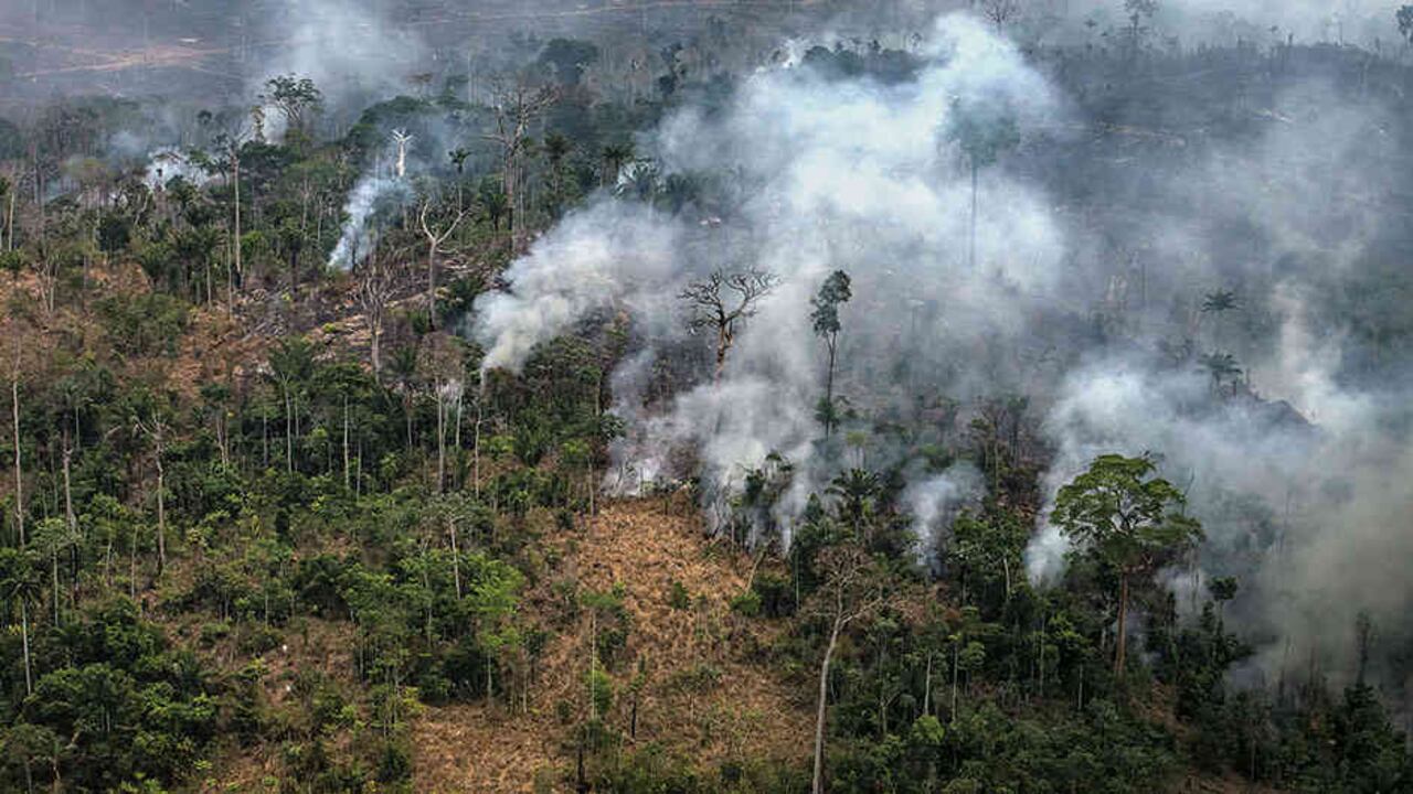 Mientras en Brasil ganan terreno las políticas antiambientalistas, varios países se encaminan a salvar la selva de la deforestación.