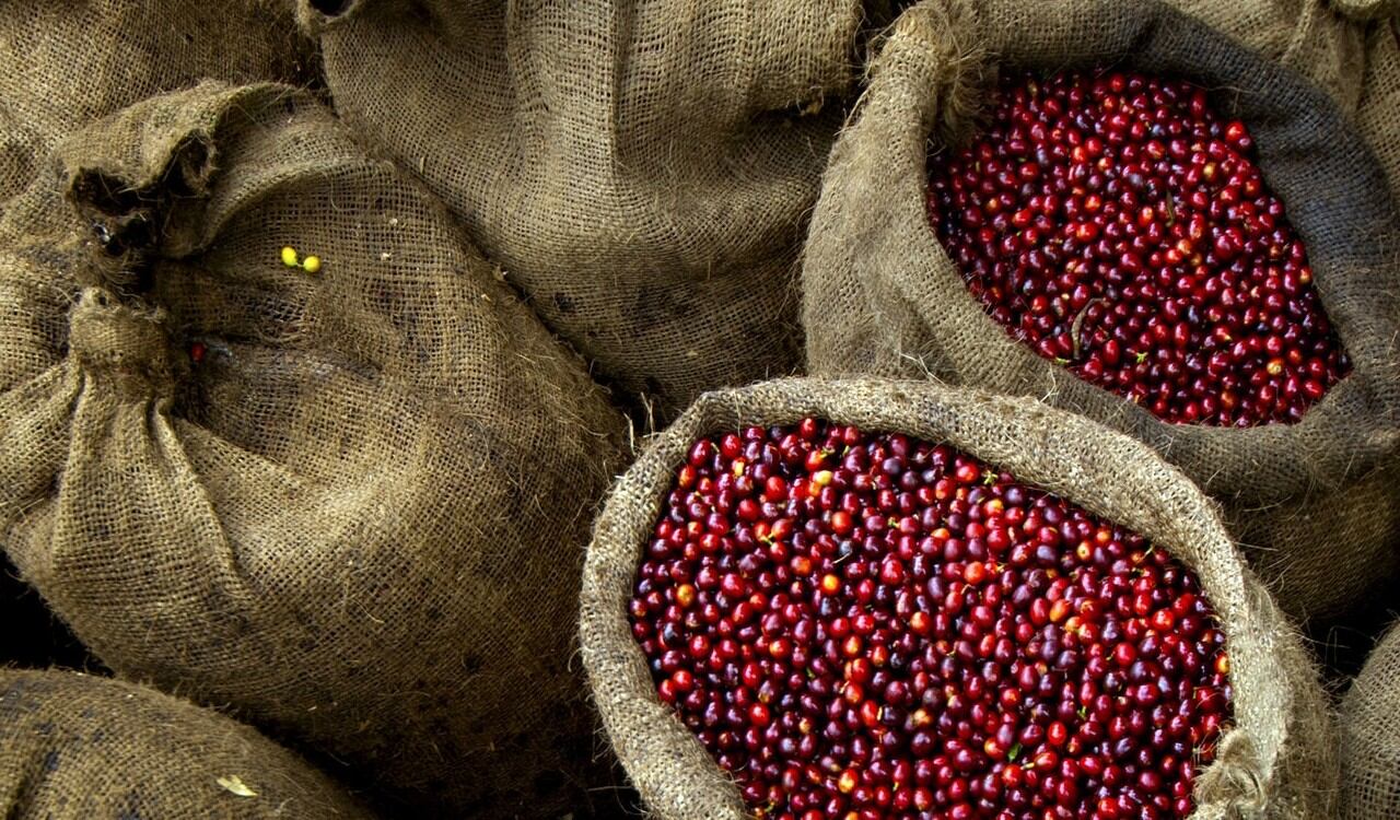Una gran noticia llegó para el sector cafetero colombiano