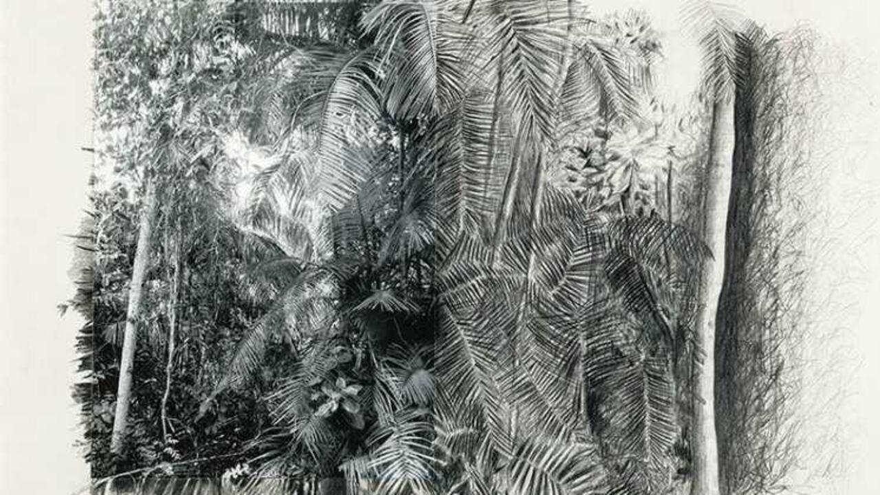 'Deforestando'. Fotografía, grafito y carboncillo sobre papel / 2015 - 64 x 84 cm. Por Ana González. La galería La Cometa está ubicada en la Carrera 10 No. 94A-25.