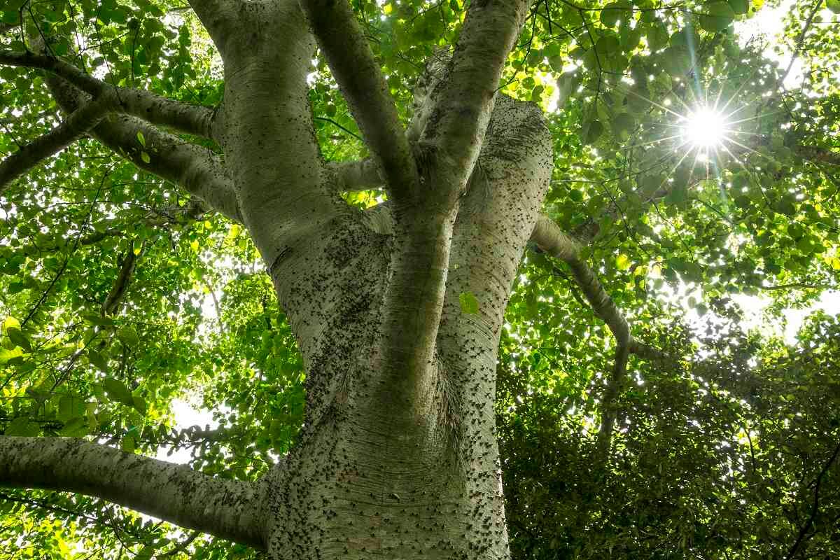Los bosques modernos permiten el paso de poca luz, a diferencia de los que había antes de la extinción en la era de los dinosaurios. Foto: Andrés Estefan/PNUD