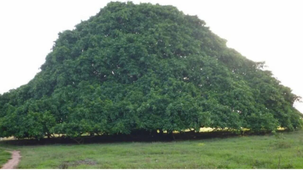 Árbol Guacarí en Sucre