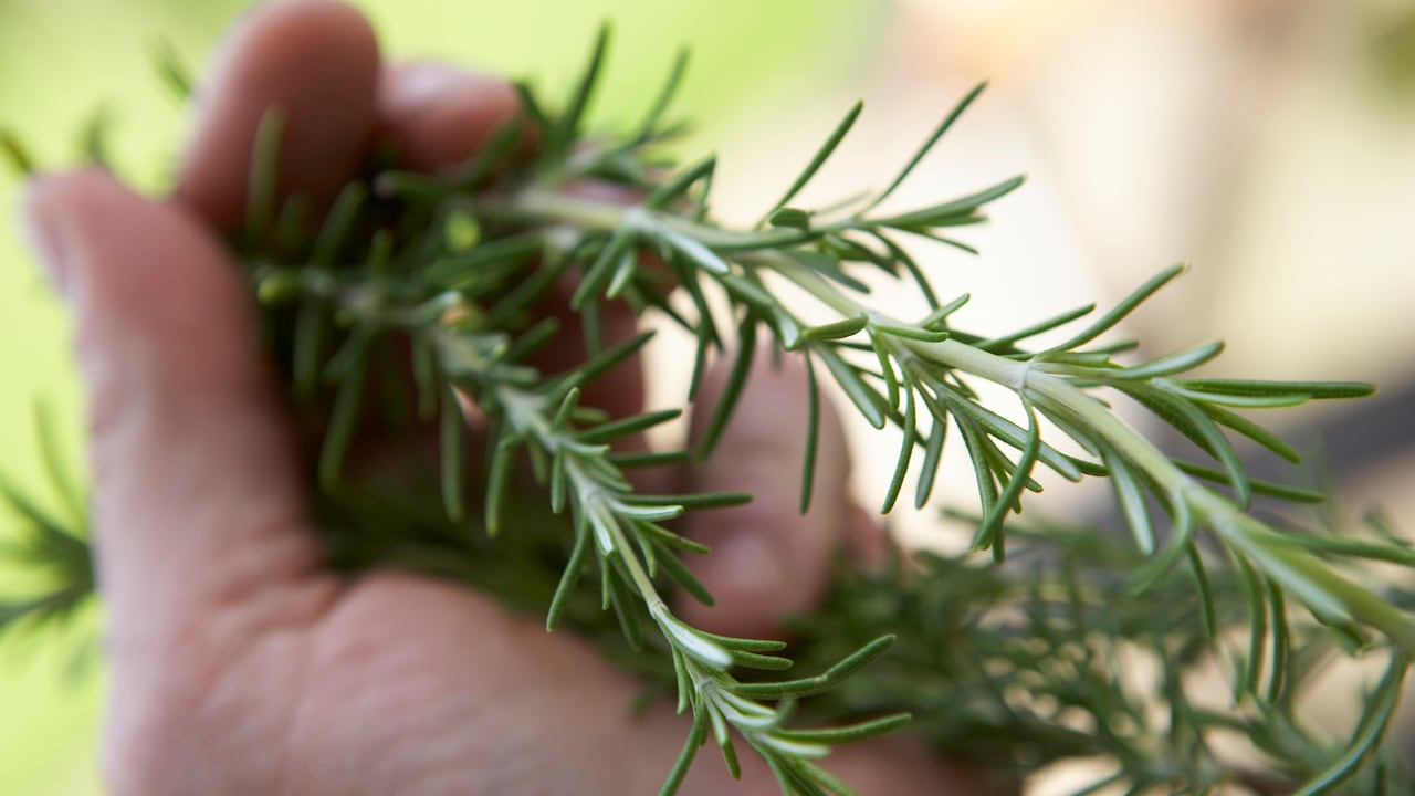 Este ritual promete no solo embriagar los sentidos con su fragancia, sino también atraer la fortuna hacia aquellos que se sumergen en sus misterios.